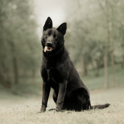 deutscher schäferhund schwarz