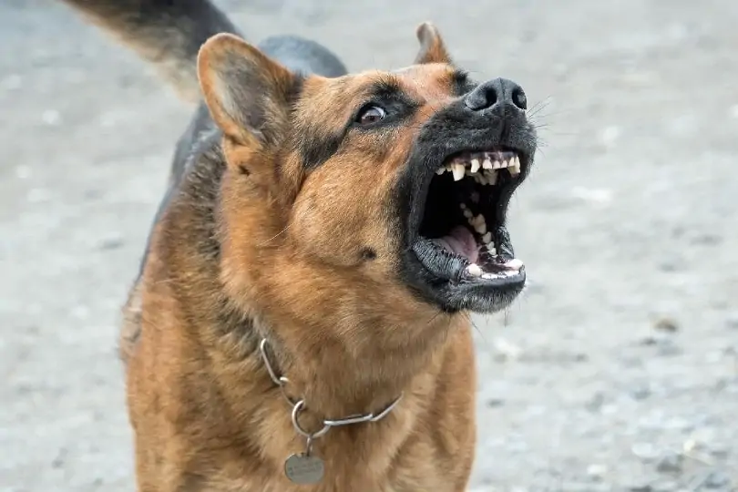 Wie stark ist die Beißkraft eines Deutschen Schäferhundes?
