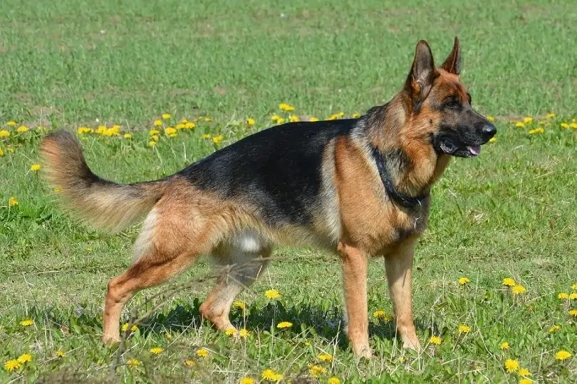 Deutscher Schäferhund mit schrägem Rücken Übersicht