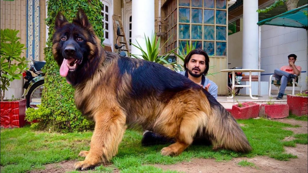 Wie groß ist der größte Deutsche Schäferhund?